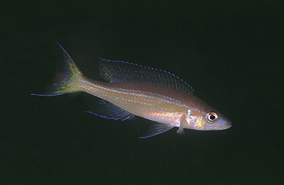 Paracyprichromis brieni 'Chituta Bay'